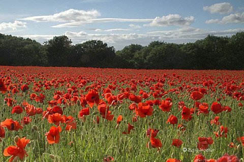 poppies_bs_640